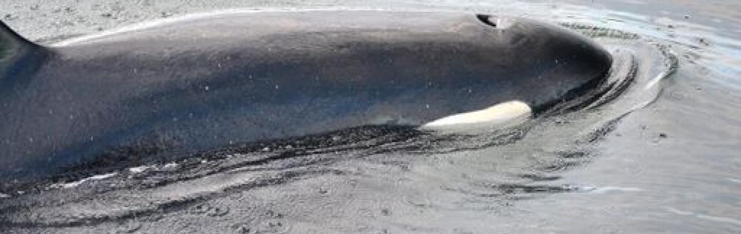 Bigg's Killer Whales in San Juan Channel