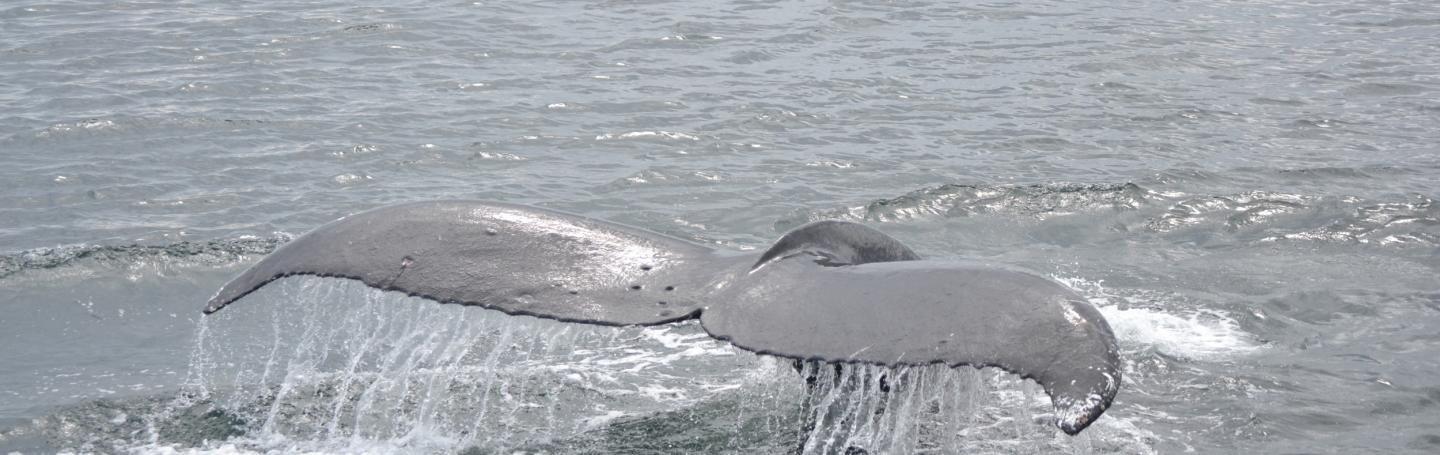 Humpbacks in the San Juans Humpback whale tail