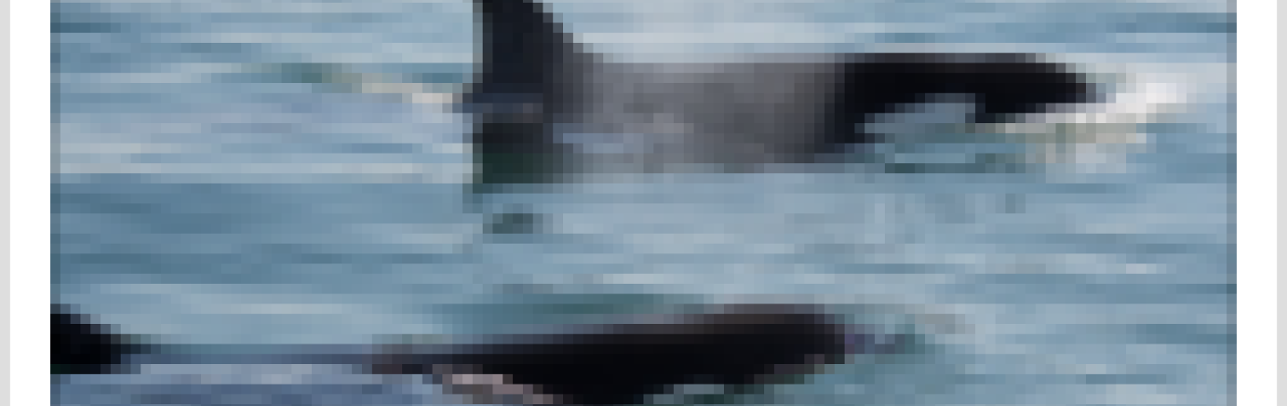 Bigg's Killer Whales Swim near San Juan Island P/C. Sarah McCullagh