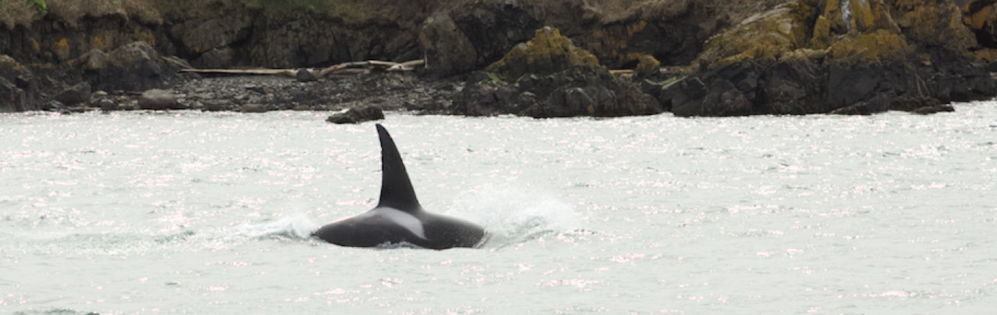 Transient Orca Guests