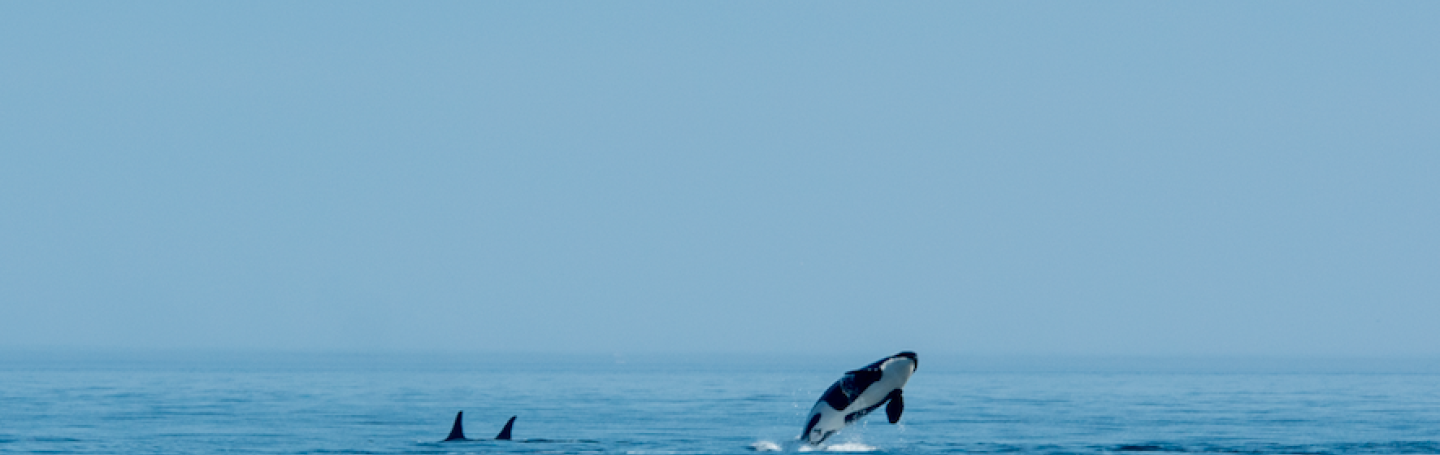 Breaching Southern Resident killer whale Breaching Southern Resident killer whale
