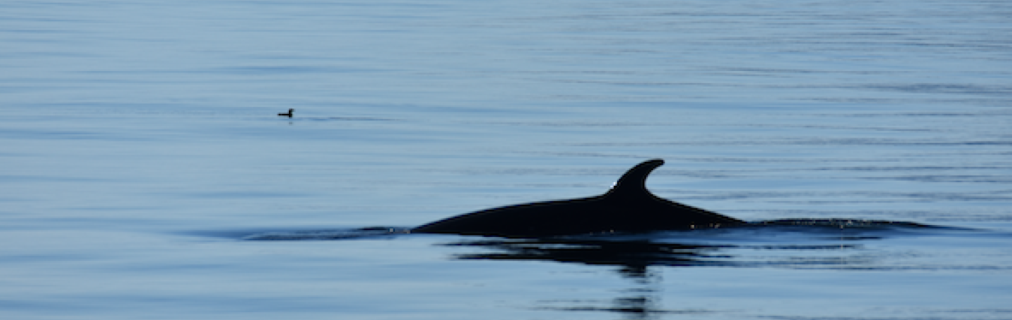 Minke Whale on Salmon Bank Minke Whale Lunge Feeding
