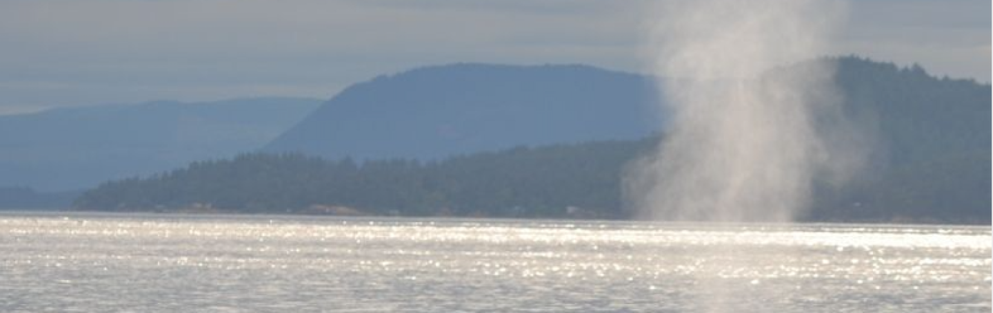 Humpback Whale traveling near Stewart Island Humpback Whale surfacing for air