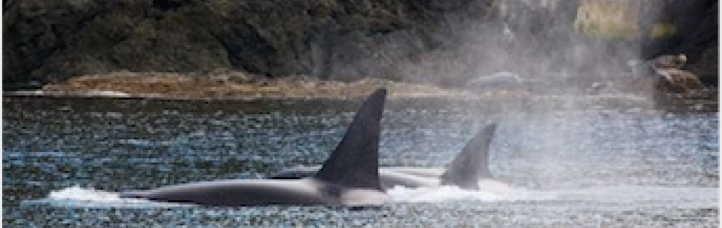 Bigg's Killer Whales hunting at Parker Reef Transient Orcas traveling near Orcas Island