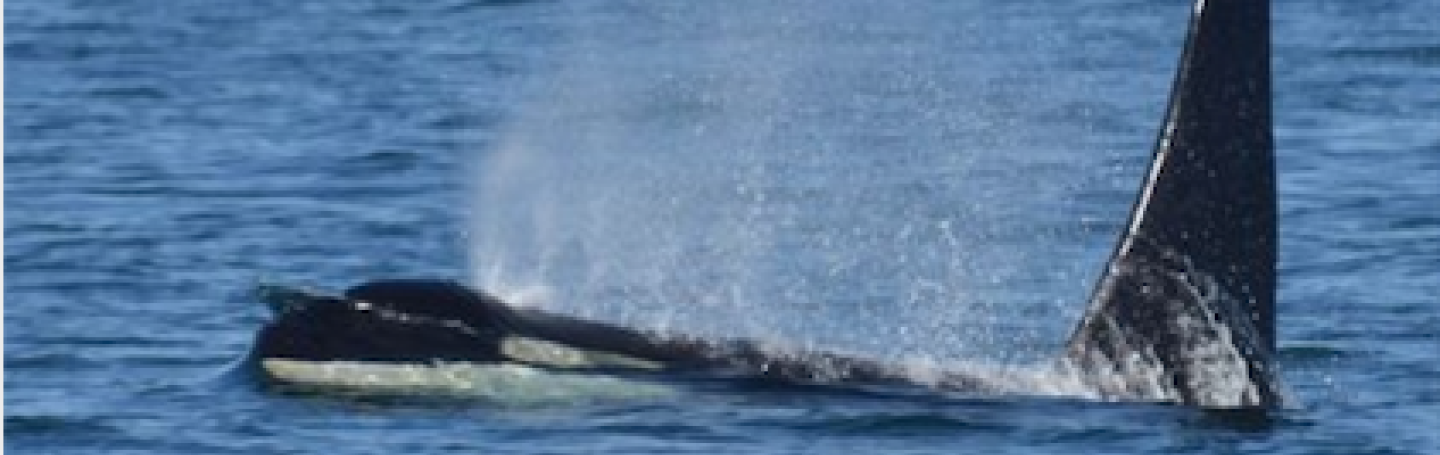 Bigg's Killer Whales Traveling through the Strait of Juan de Fuca Orcas near San Juan Island