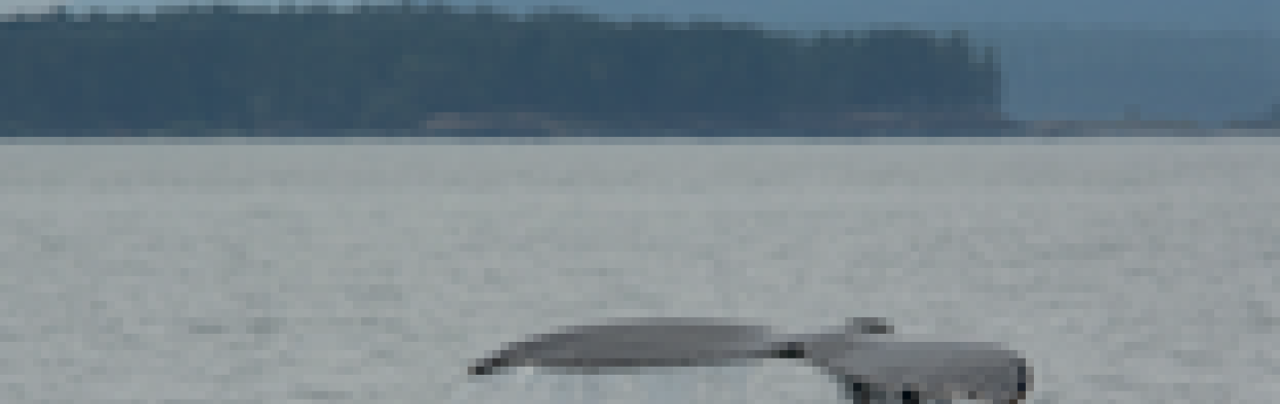 Humpback Whale showing tail before diving for food