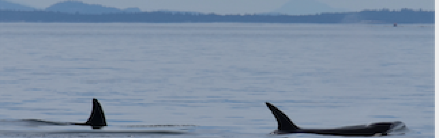 Bigg's Killer Whales playing Transient Killer Whales near Vancouver