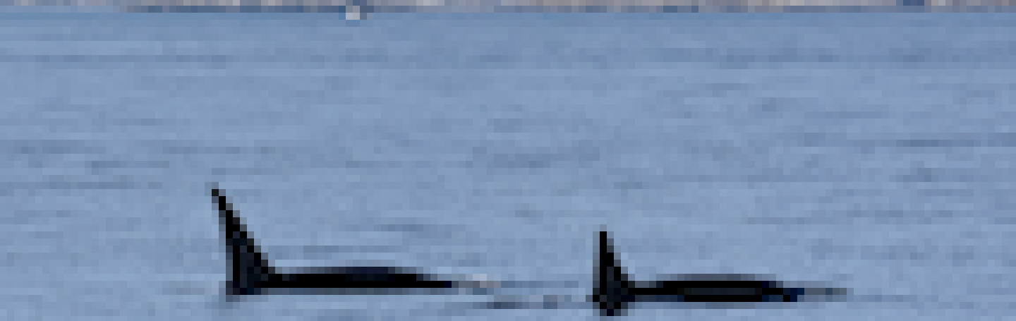 Transient Orca Brothers Milling Bigg's Killer Whales near Victoria, BC