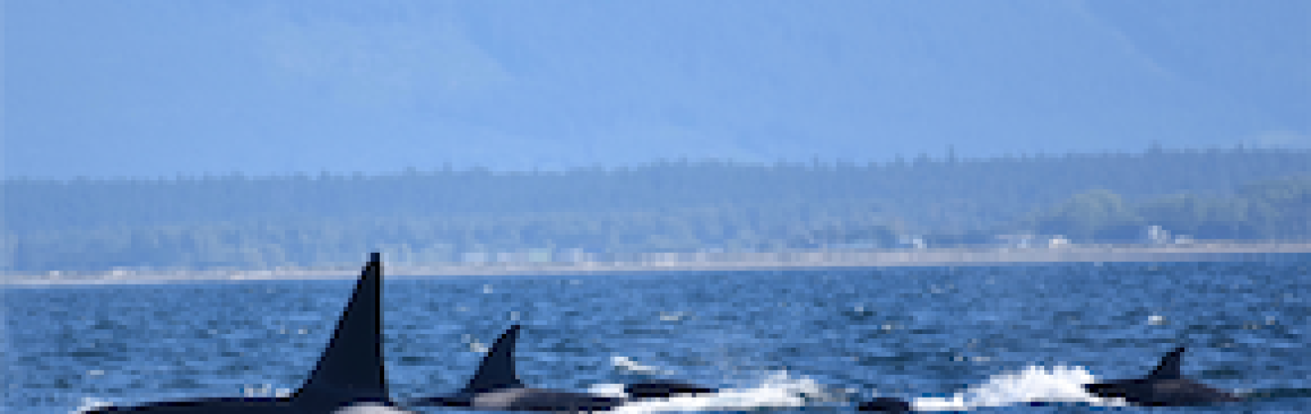 Bigg's Killer Whales traveling with many families T-Party of transient killer whales