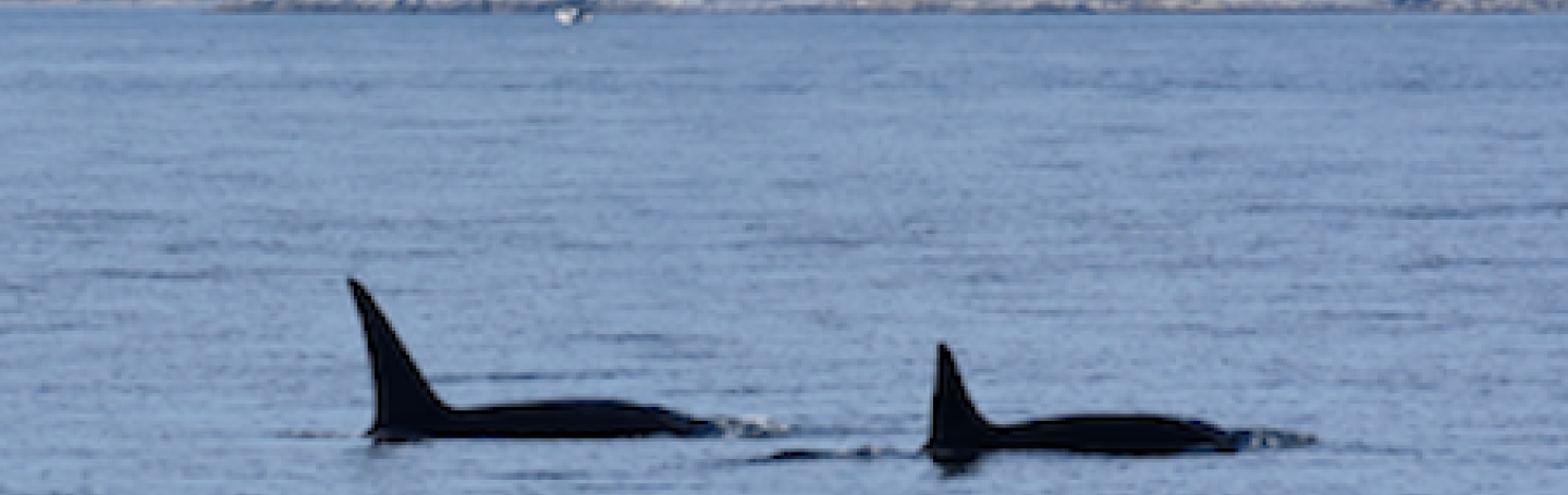 Killer Whales traveling