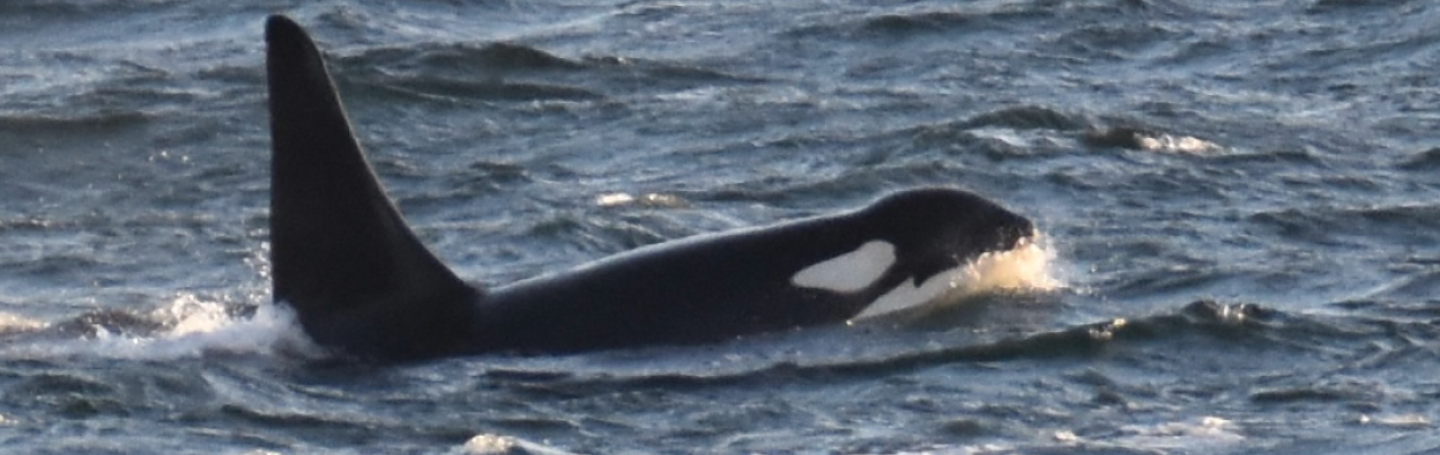 Wave Walker, SRKW, traveling Southern Resident Killer Whale, Wave Walker