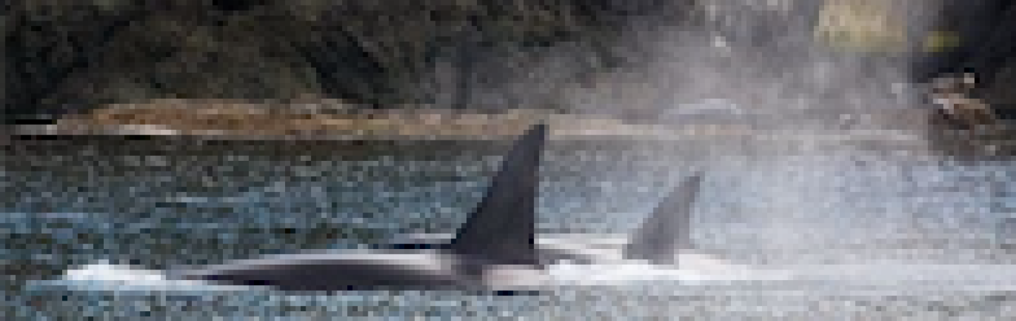Transient Orcas in San Juan Islands Bigg's Killer Whales Traveling