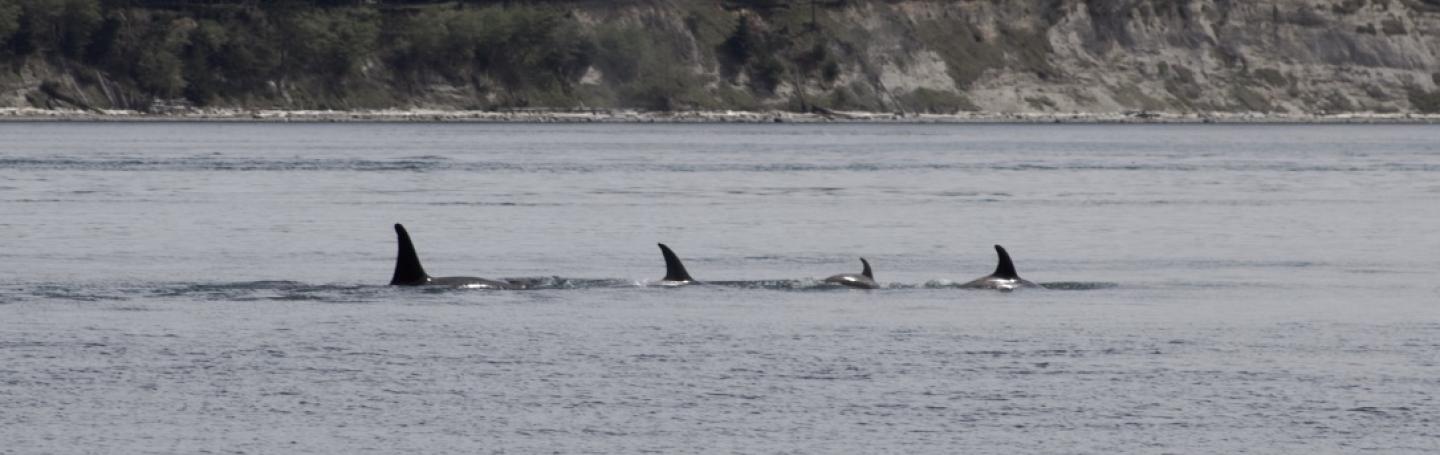 T65A's in San Juan Channel Bigg's Orcas