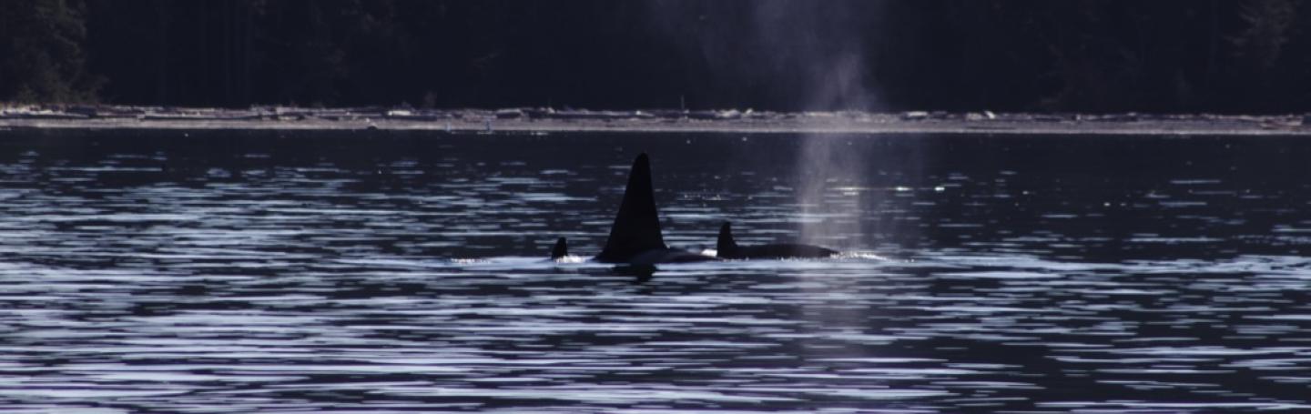 T2C's travel around in Griffin Bay Bigg's orcas