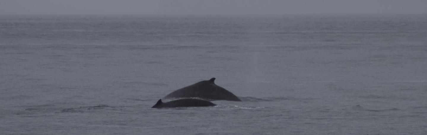 Slate and her calf