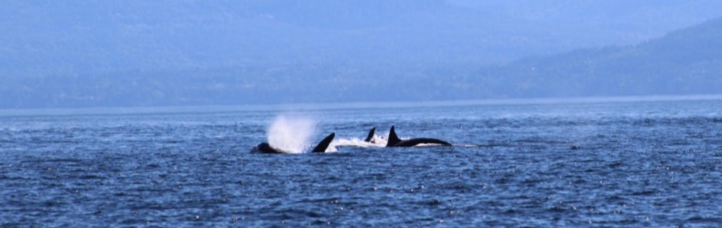 Transient Orcas