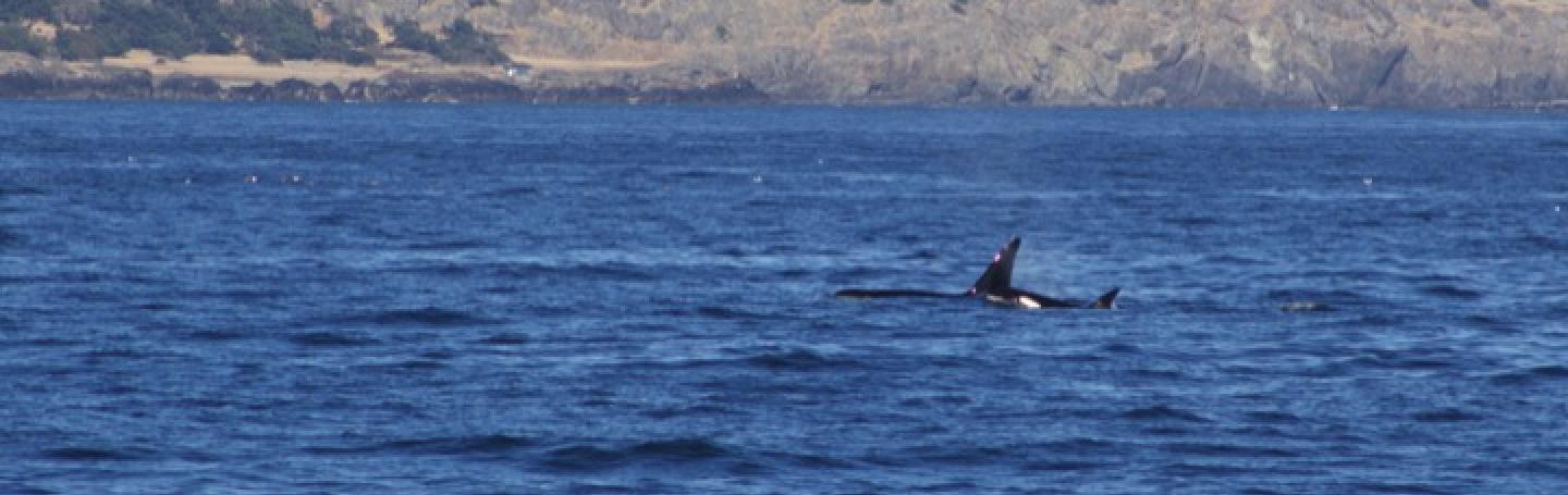 Transient Orcas