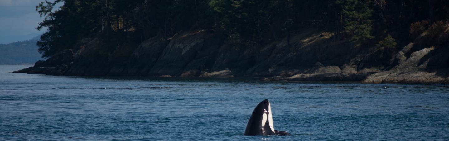 J2 Granny spyhopping in the San Juan Islands J2 Granny Spyhops near Stuart Island