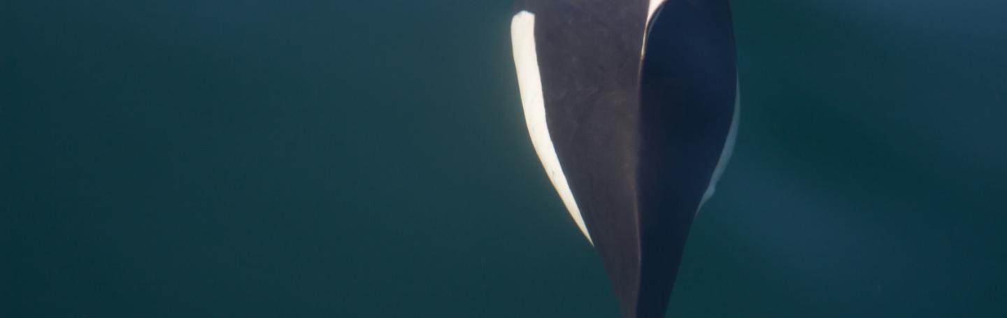 Dall's porpoise off San Juan Island Dall's porpoise in the Salish Sea