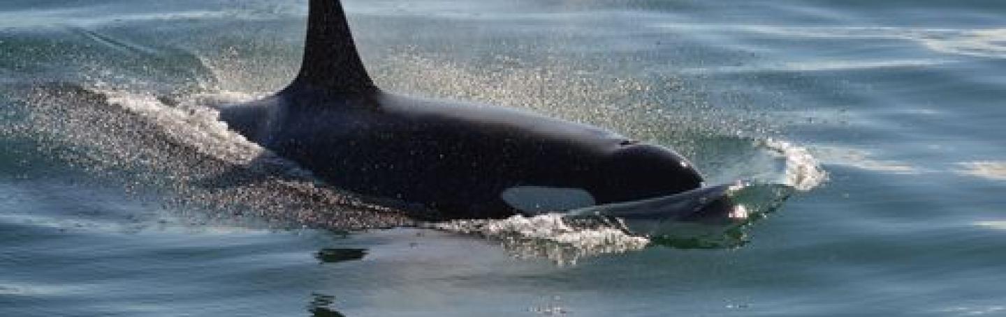 Southern Resident Killer Whales Foraging SRKW Swim West Side of San Juan Island