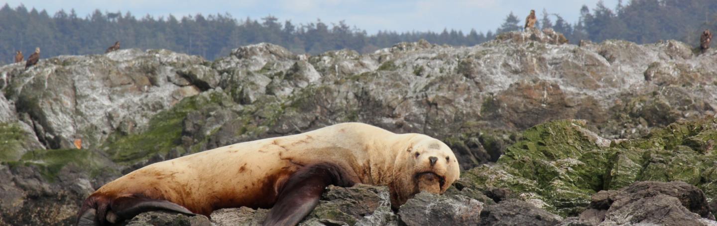 Male Steller Sea Lion Lounges Steller Sea Lion