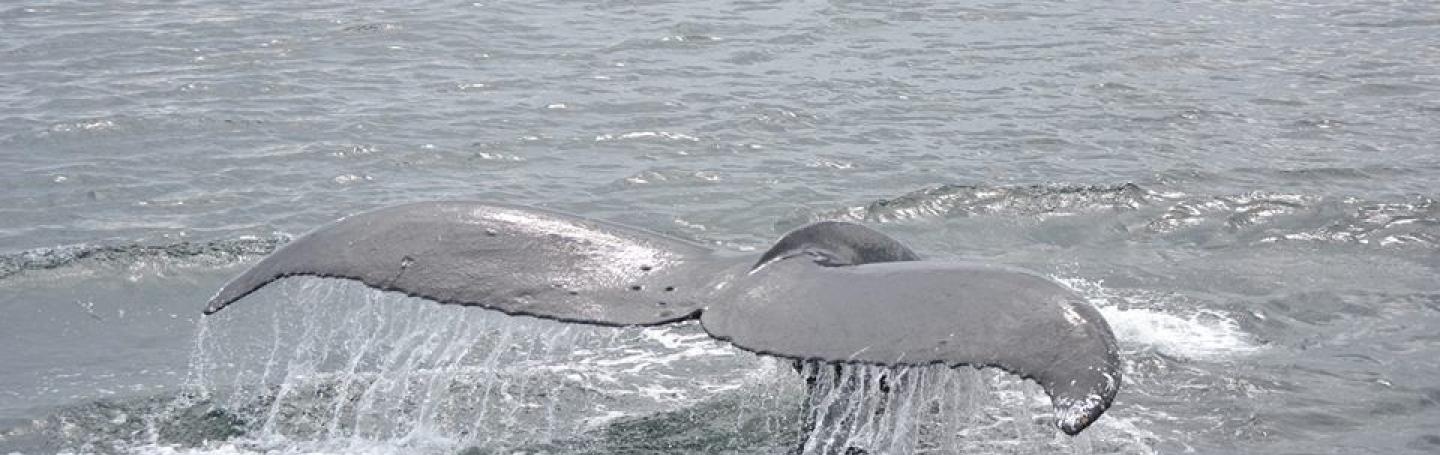 humpback whale flukes humpback whale flukes