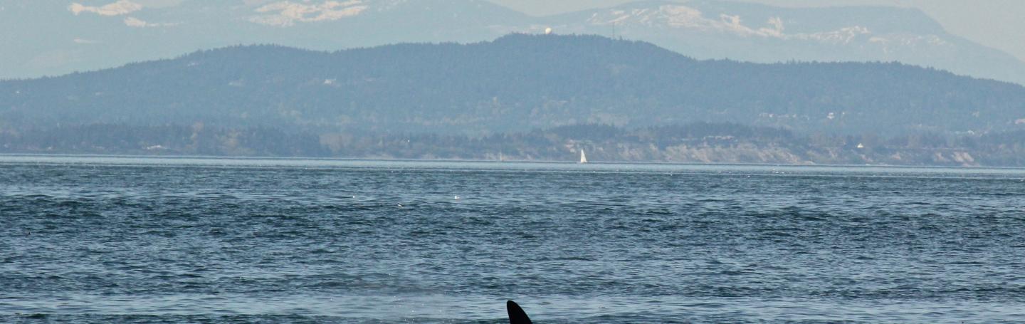 Bigg's Killer Whale Bigg's Killer Whale