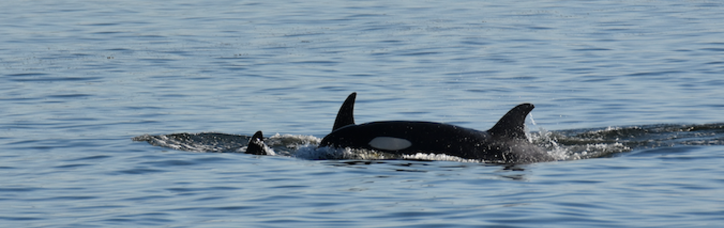 Bigg's Killer Whale near Sucia Island Orca calf traveling with family