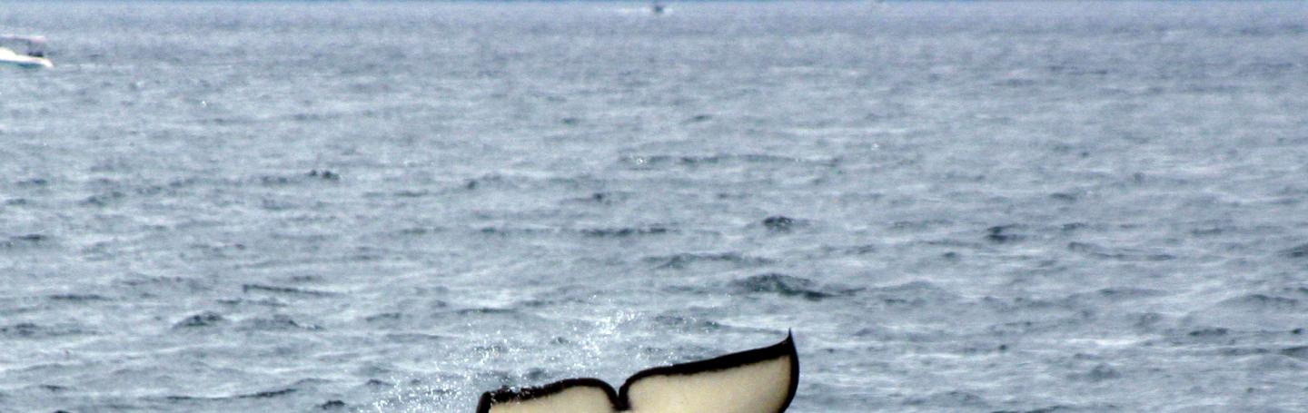 Bigg's killer whales hunting