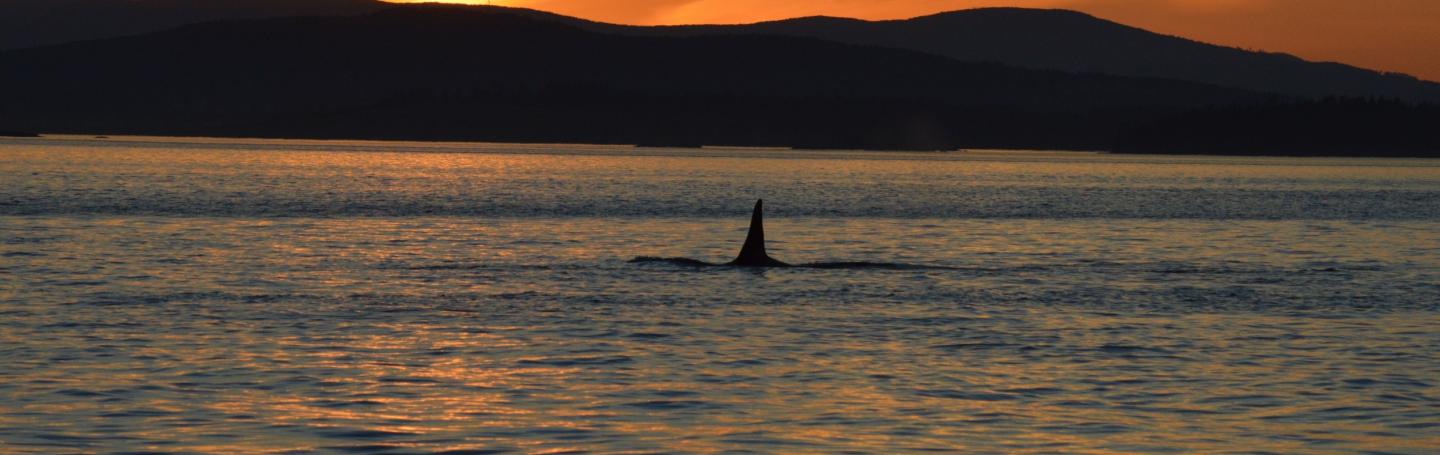 Killer Whales in Canadian Waters Orcas on Sunset Trip