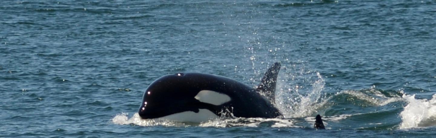 A transient Orca Whale Calf A transient killer whale calf porpoising through the water.
