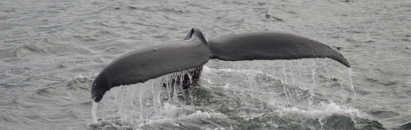 Humpback Whale Fluking Humpback Whale Fluking