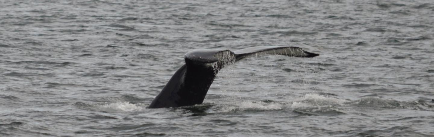 Humpback Whale Fluking Humpback Whale Fluking