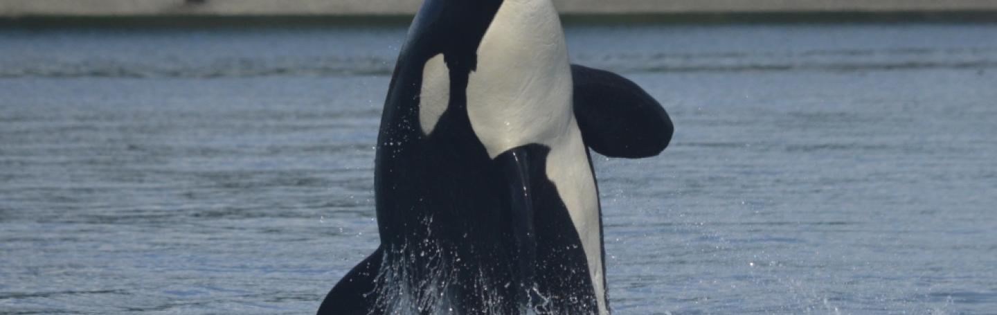 Breaching Transient Orca Breaching Transient Orca