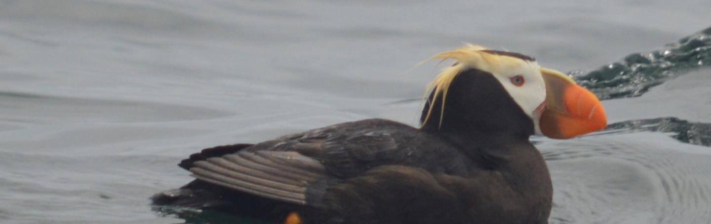 Tufted Puffin Tufted Puffin