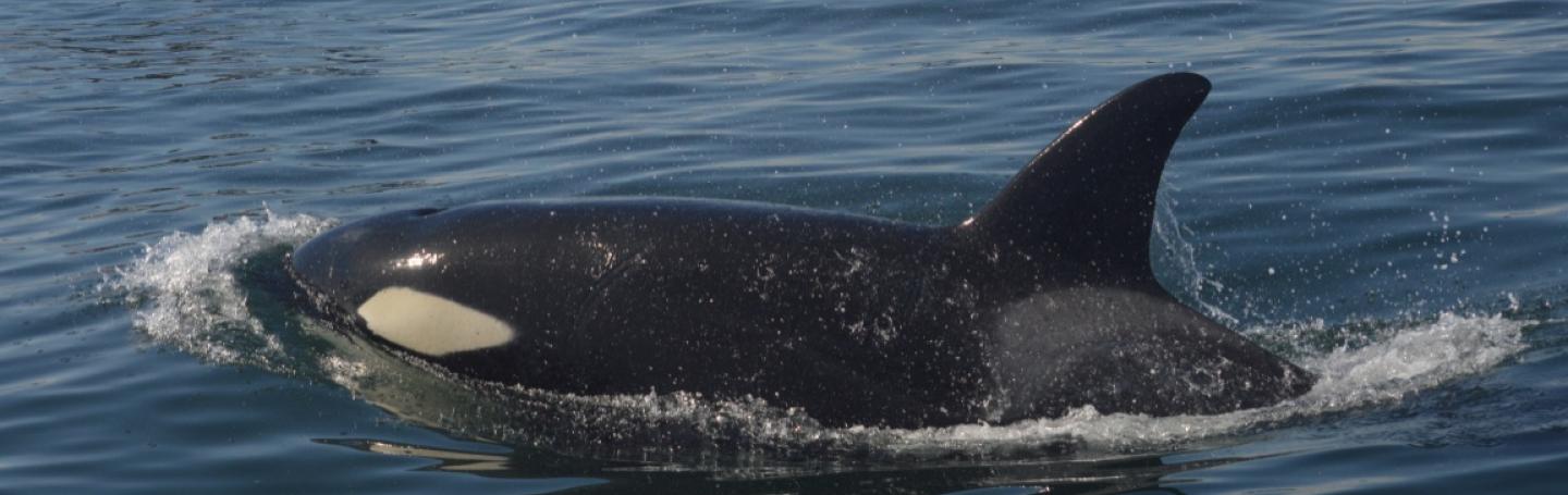 Orca Whale