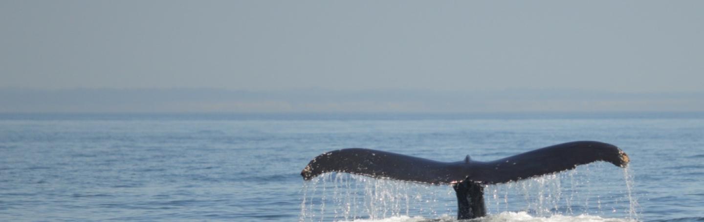 Humpback Whale 'Divot' Fluking Humpback Whale 'Divot' Fluking