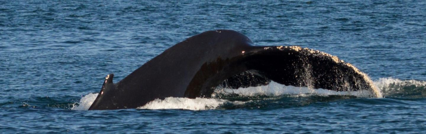 Humpback Whale Humpback Whale