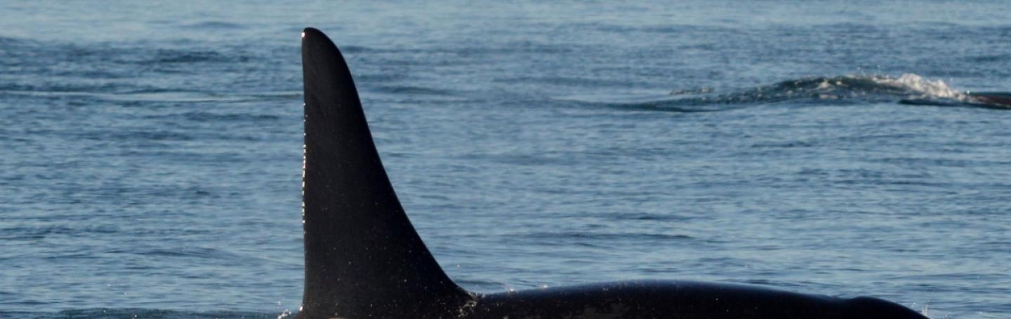 J27 Blackberry J Pod in the San Juan Islands