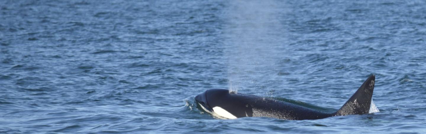 Biggs Killer Whale Surfacing Biggs Killer Whale Surfacing