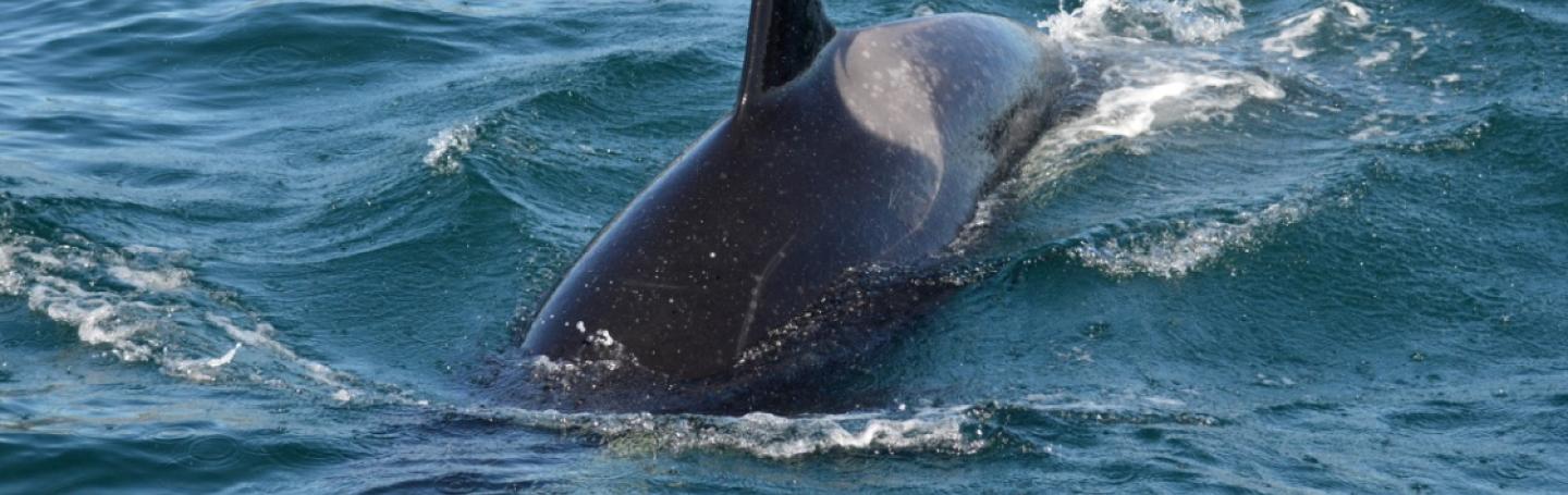 J pod Surfacing J pod Surfacing