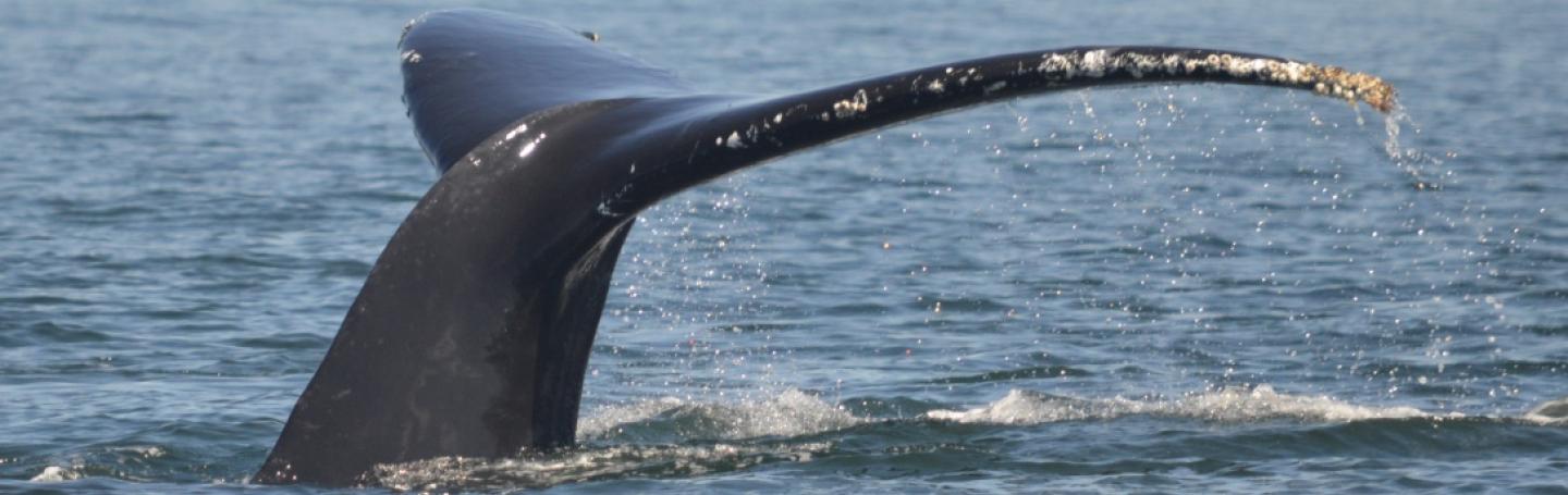Humpback Whale Fluking Humpback Whale Fluking