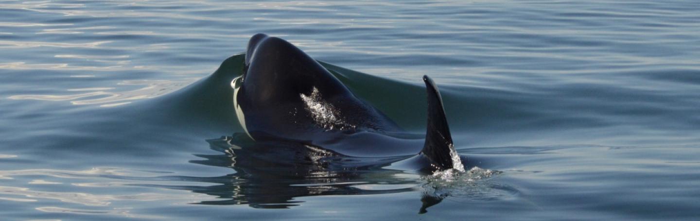T49C Surfacing T49C Surfacing