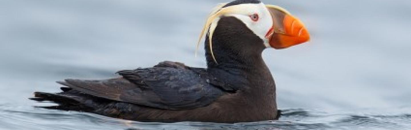 A Tufted Puffin