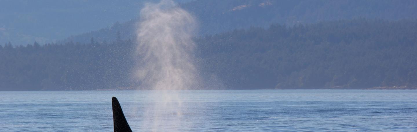 Bigg's Killer Whales Near San Juan Island Bigg's Killer Whales Near San Juan Island