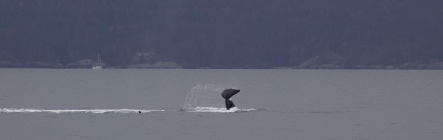 T10B or T10C upside down tail slapping for fun! Bigg's male orca tail slapping