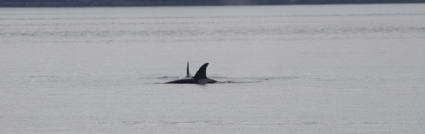T99B's hunting near the Pea Pods in Rosario Strait female Bigg's orcas hunting