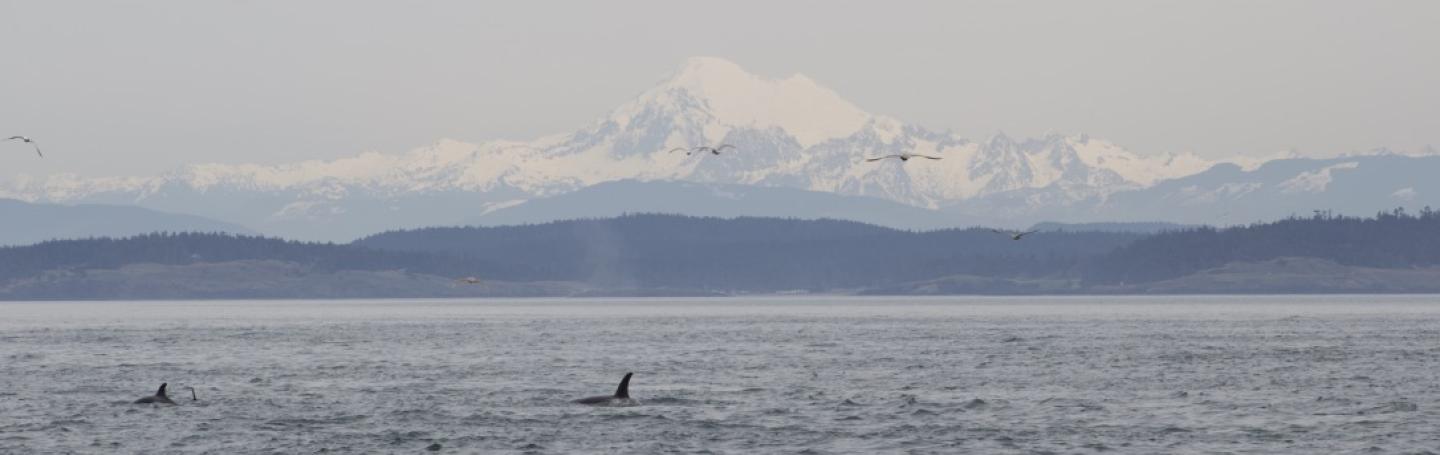 The Bigg's Orca family, the T49A's, hunt at Salmon Bank Bigg's Orcas