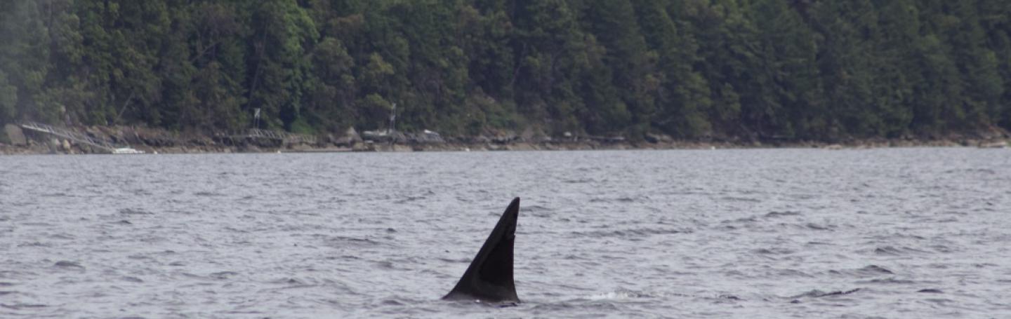 T124C, often a lone male, travels near Maple Bay Bigg's male orca