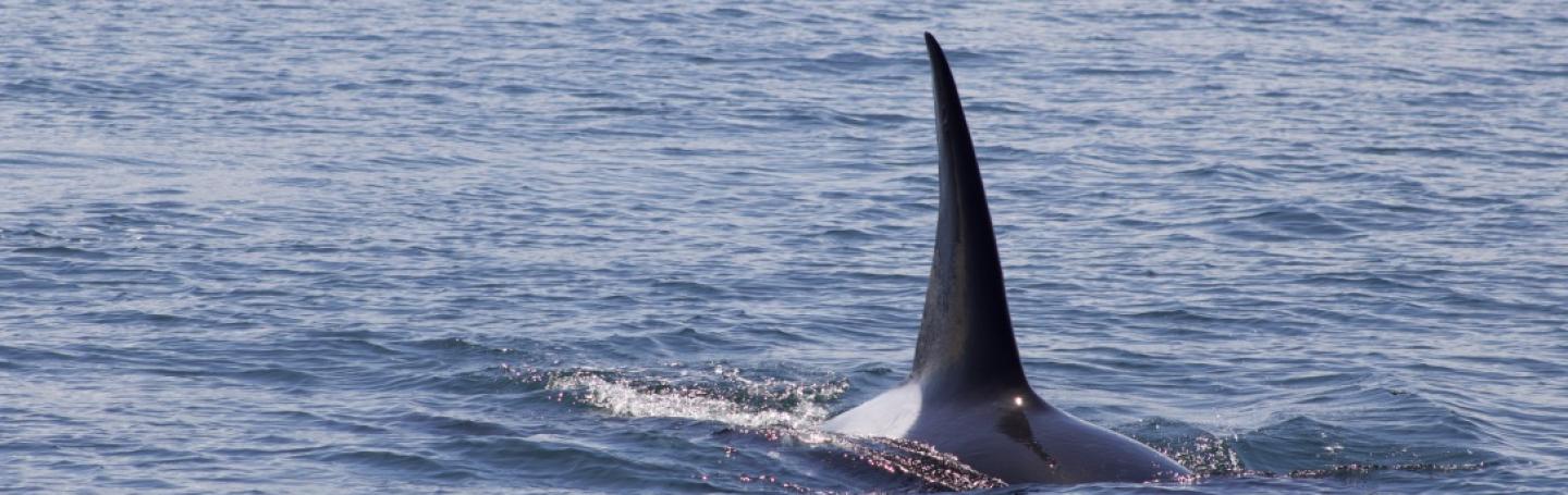 T124C, often a lone male, travels and hunts with the T65B's, T75B's, and the T75C's near Moresby Island Bigg's male orca